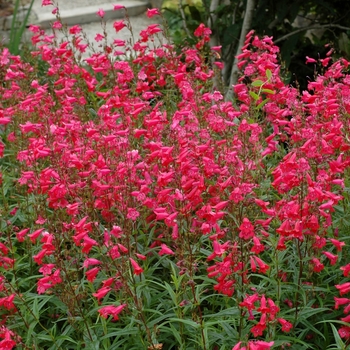 Penstemon 'Firebird' 