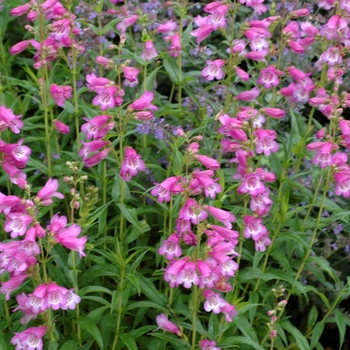 Penstemon 'Pensham' 