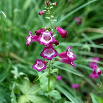 Penstemon hartwegii 'Violet' 