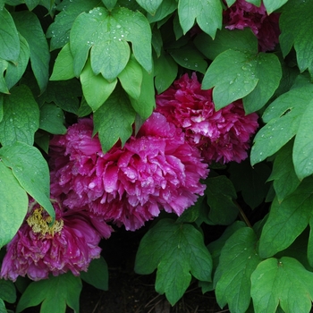 Paeonia suffruticosa 'Chang Hong' 