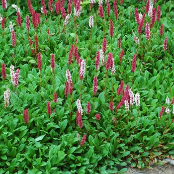 Persicaria affinis 'Superbum' 