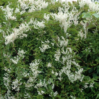 Persicaria aubertii 