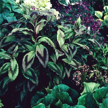 Persicaria virginiana 'Compton's Form'