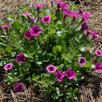 Petunia 'Calimero® Purple Vein' 