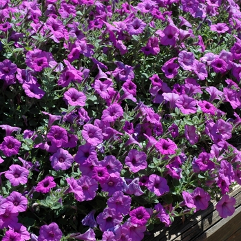 Petunia 'Suncatcher™ Dark Lavender Vein' 