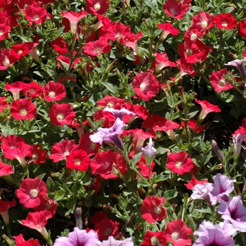 Petunia 'Petitunia Scarlet Dream' 