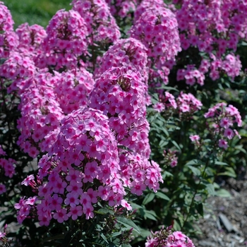 Phlox paniculata 'Barcee' 