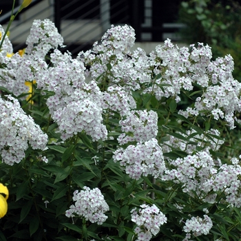 Phlox paniculata 'Delta Snow' 