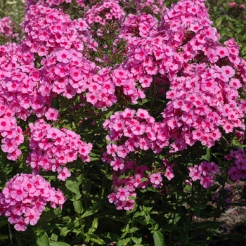 Phlox paniculata 'Dorffreude' 