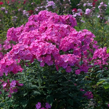 Phlox paniculata 'Eden's Glow' 