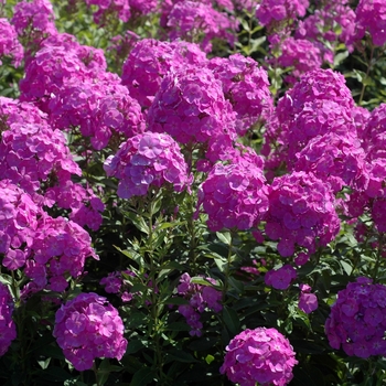 Phlox paniculata 'Eden's Smile' 