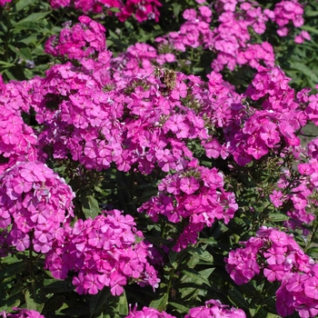 Phlox 'Fliedertraum' 