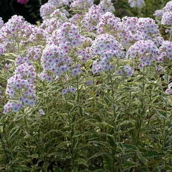 Phlox paniculata 'Frosted Elegance' 