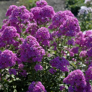 Phlox x arendsii 'Hesperis' 