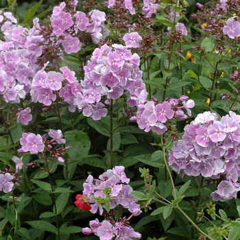 Phlox paniculata 'Jill Green' 