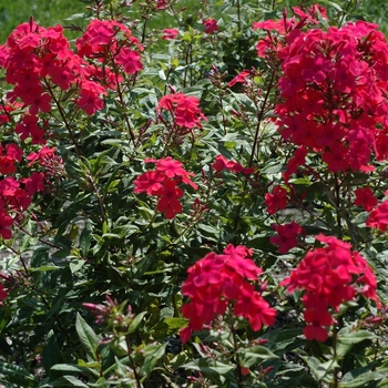 Phlox paniculata 'Jubilee' 