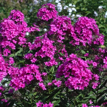 Phlox paniculata 'Look Again' 