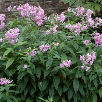 Phlox paniculata 'Nancy Logan' 