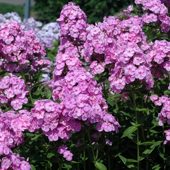 Phlox paniculata 'Rosa Goliath' 