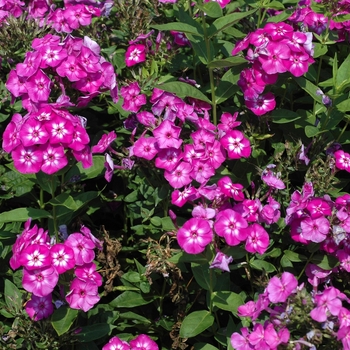 Phlox paniculata 'Uspekh' 