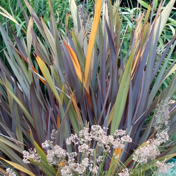 Phormium tenax 'Bronze Beauty' 