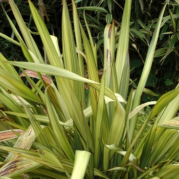 Phormium tenax 'Yellow Beauty' 