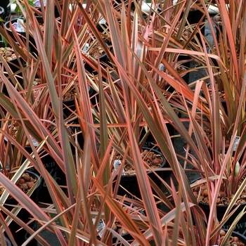 Phormium tenax 'Rainbow Queen' 