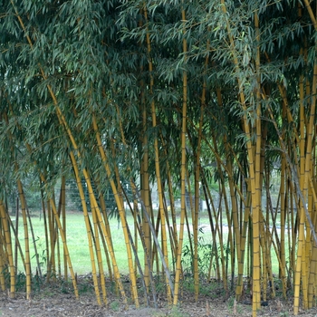 Phyllostachys vivax f. aureocaulis