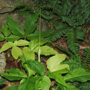 Pinellia tripartita 'Variegata' 