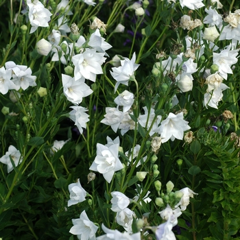 Platycodon grandiflorus 'Hakone White' 