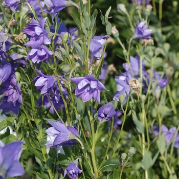 Platycodon grandiflorus 'Hakone Blue' 