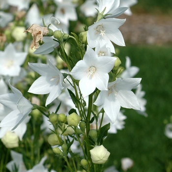 Platycodon grandiflorus 'Fuji White' 