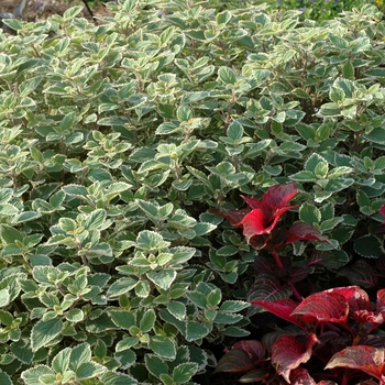 Plectranthus hybrid 'Redlands' 