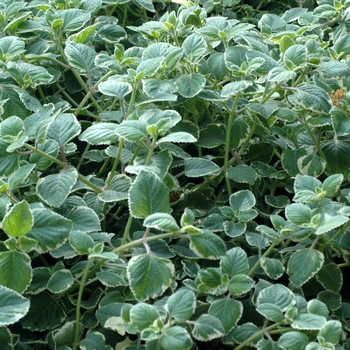 Plectranthus 'Nicodemus' 