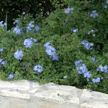 Plumbago auriculata 'Escapade Blue' 