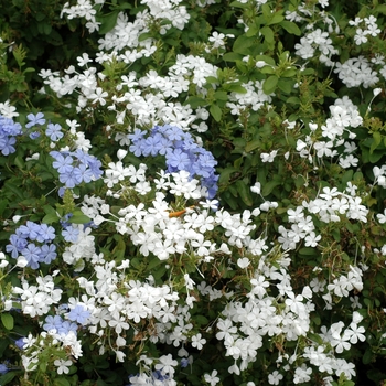 Plumbago auriculata 'Escapade White'