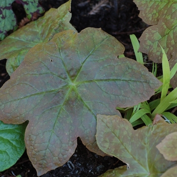 Podophyllum 'Red Panda' 