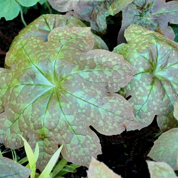 Podophyllum 'Kaleidoscope' 