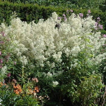 Polygonum polymorphum