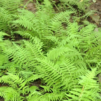 Polystichum braunii 