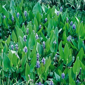 Pontederia cordata