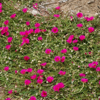 Portulaca mexicana