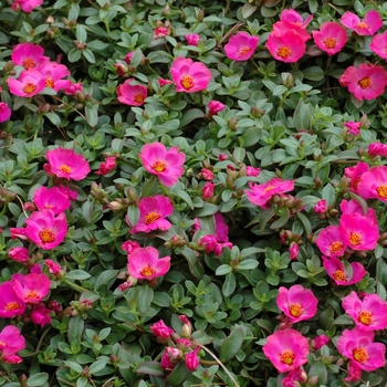 Portulaca oleracea 'Rio Rose' 