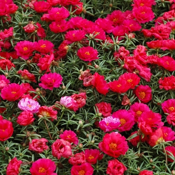 Portulaca oleracea 'Tequila Cherry' 