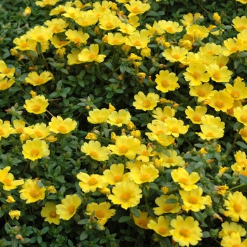 Portulaca oleracea 'Rio Yellow' 