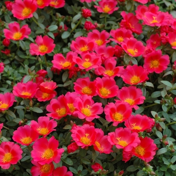 Portulaca oleracea 'Rio Scarlet'