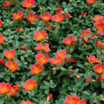 Portulaca oleracea 'Rio Orange' 