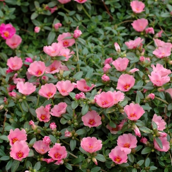 Portulaca oleracea 'Rio Apricot' 