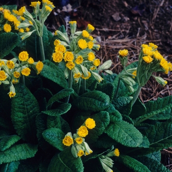 Primula veris 'Katie McSparron' 