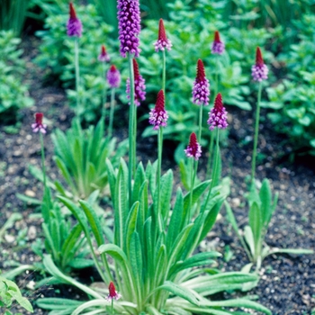 Primula vialii '' (002858)